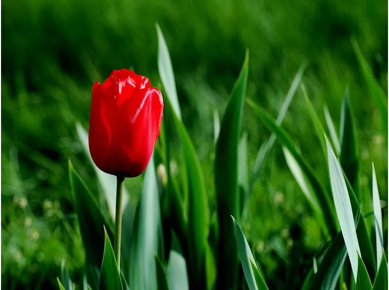 tulipani