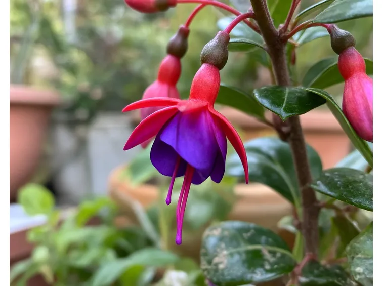 fucsia