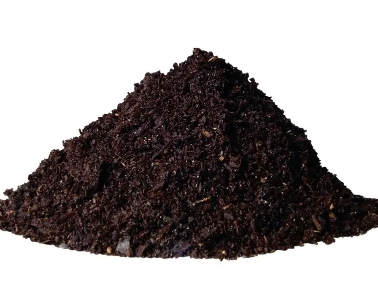 Terreno pitosforo