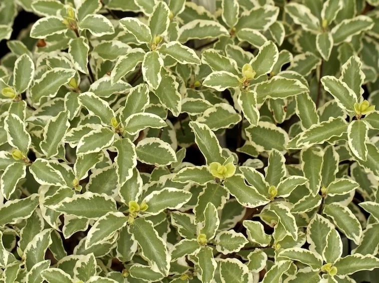 Pitosforo in piena terra