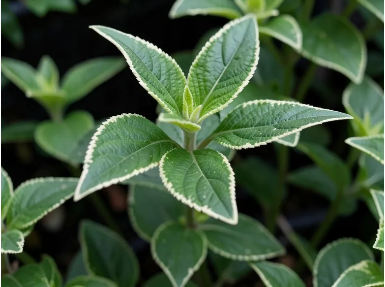 plectranthus coleoides