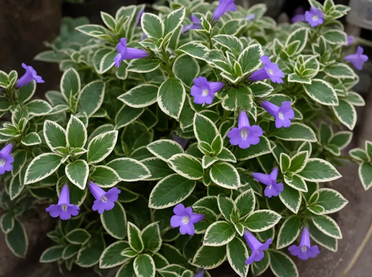 FIORI