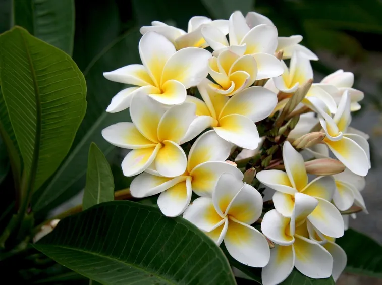 fiore plumeria