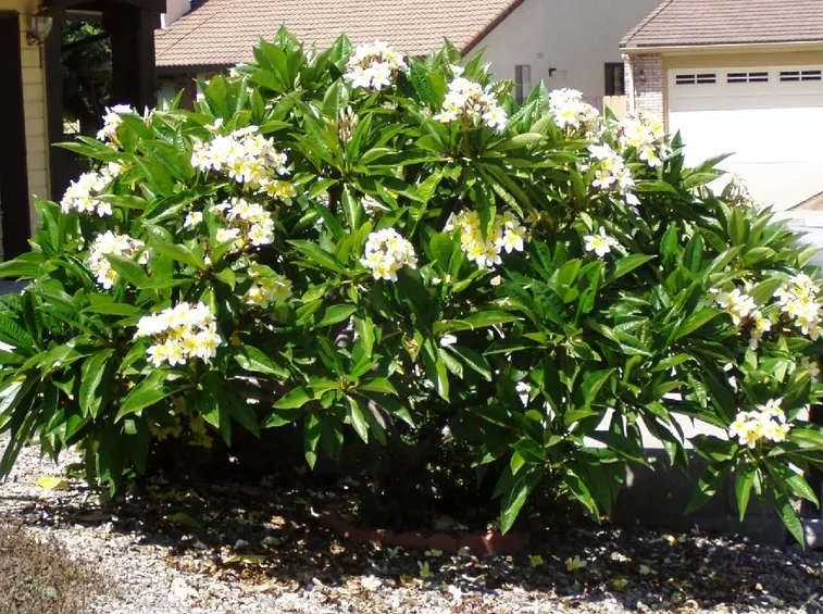 plumeria