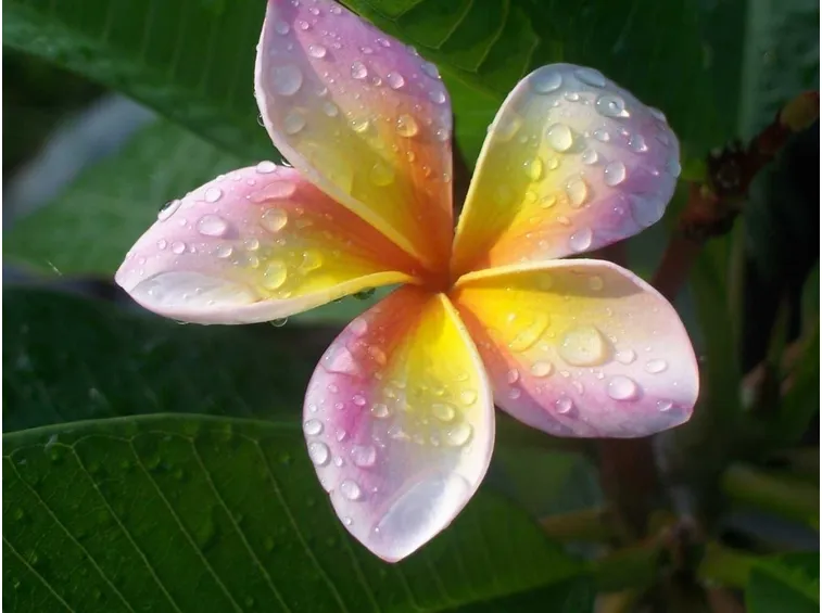 pianta plumeria