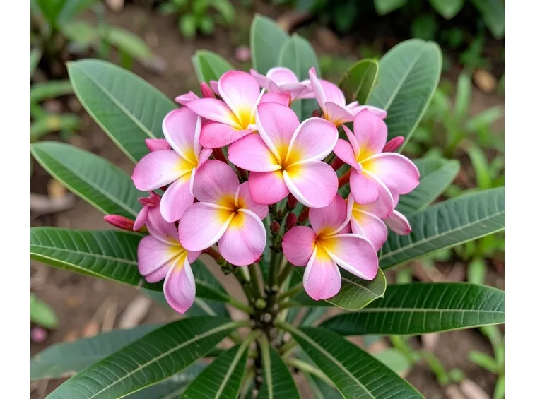 fiore plumeria