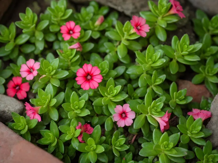 Portulaca struttura e foglie