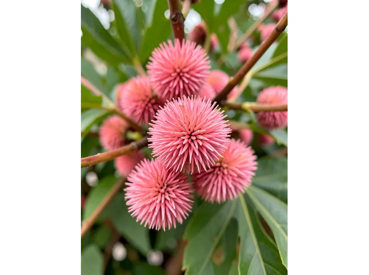 Ricinus communis carmencita pink