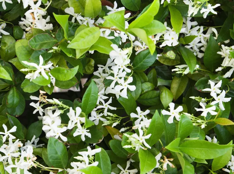 Pianta rincospermo