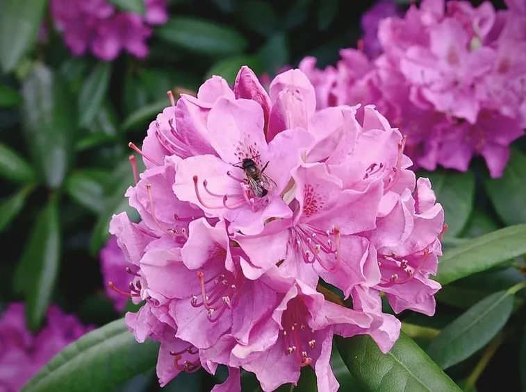 fiore Rododendro