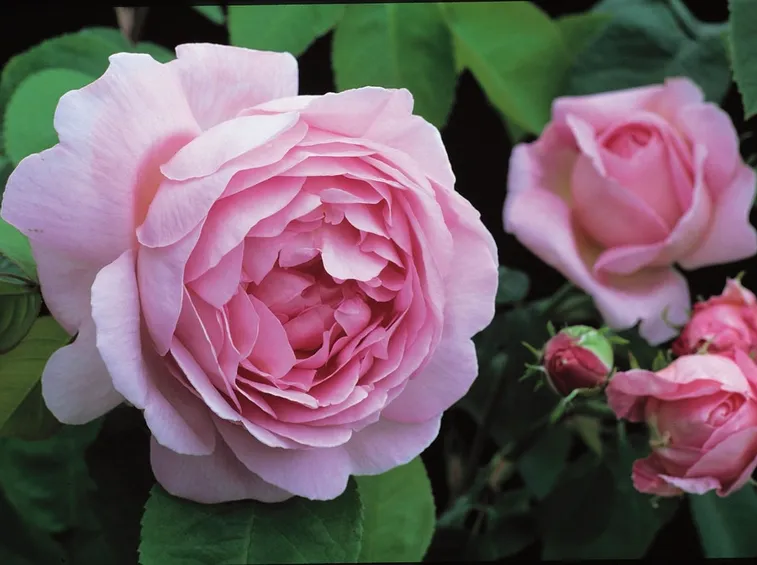 Rose inglesi