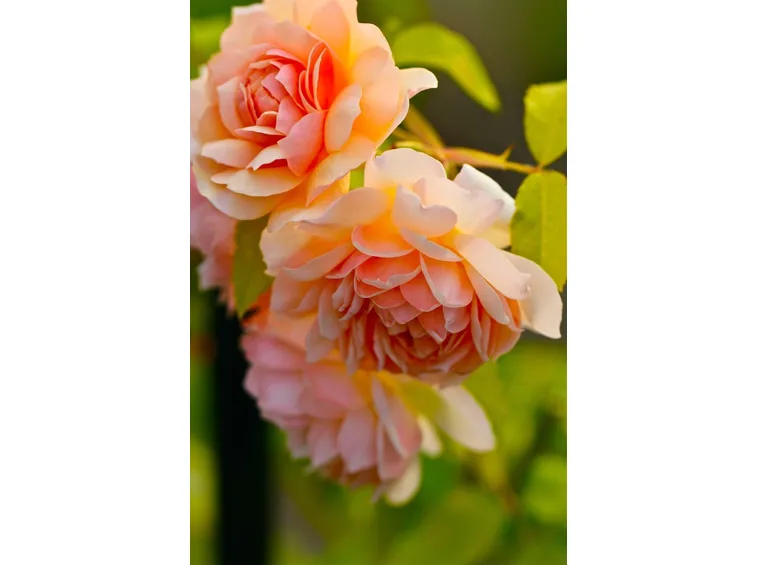 Rose inglesi