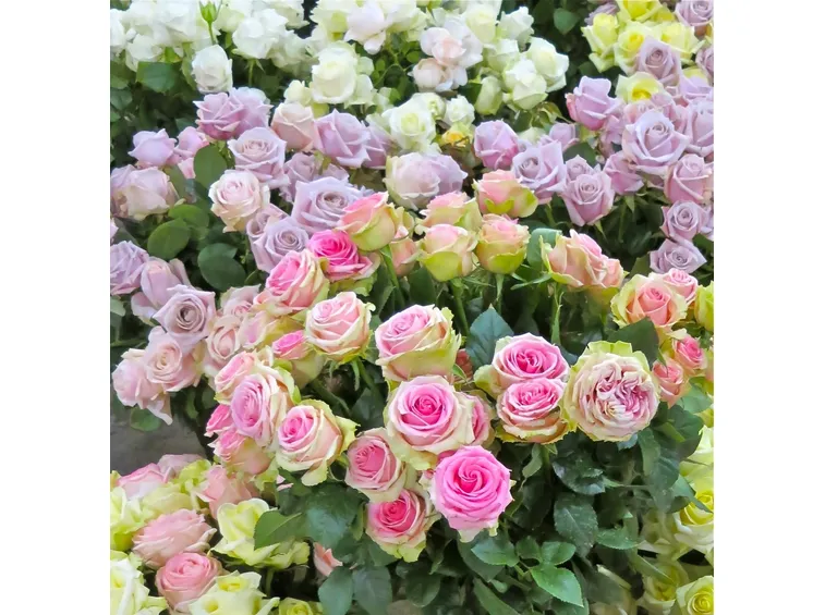 rose david austin