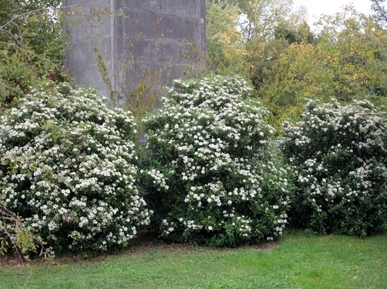 Viburnum Tinus