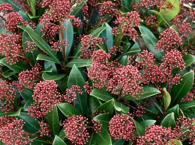 Skimmia pianta