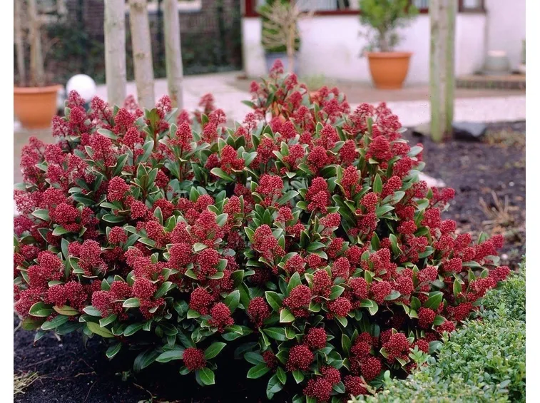 Skimmia cespuglio