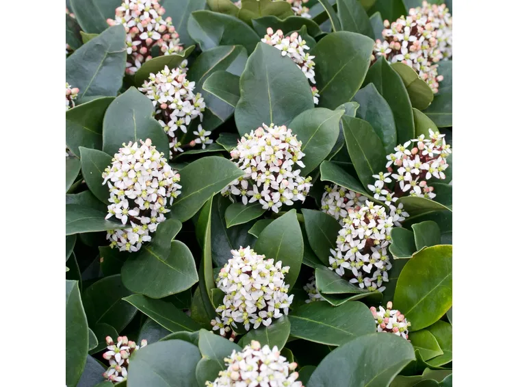 skimmia fiorita
