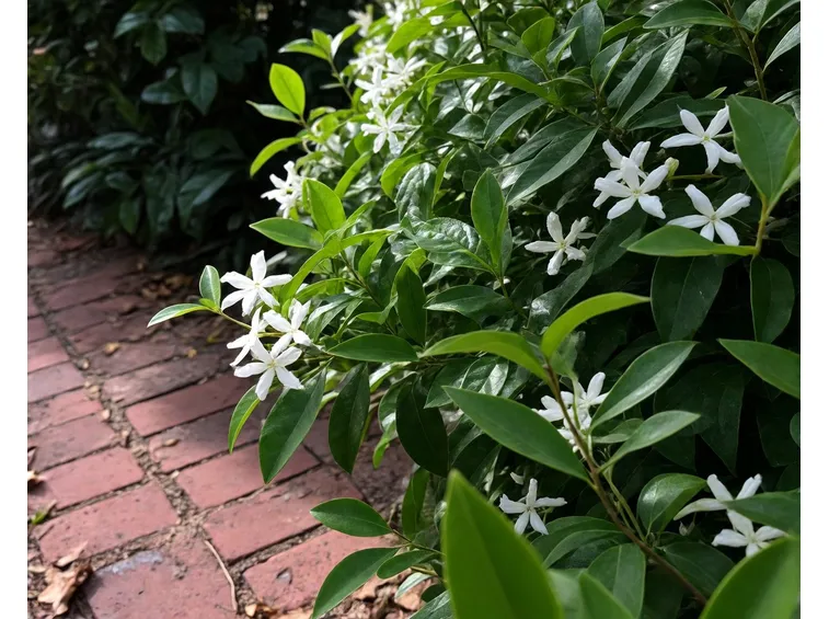 Solanum jasminoides