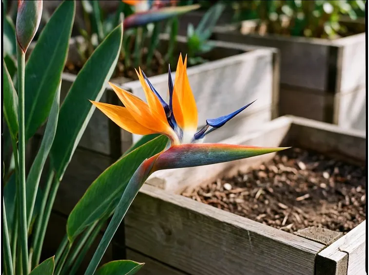 Particolare fiore strelitzia