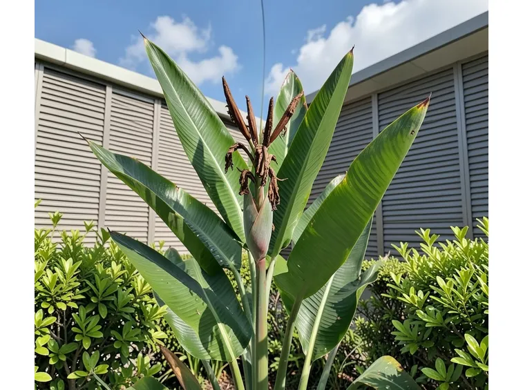 Sterlitzia malata