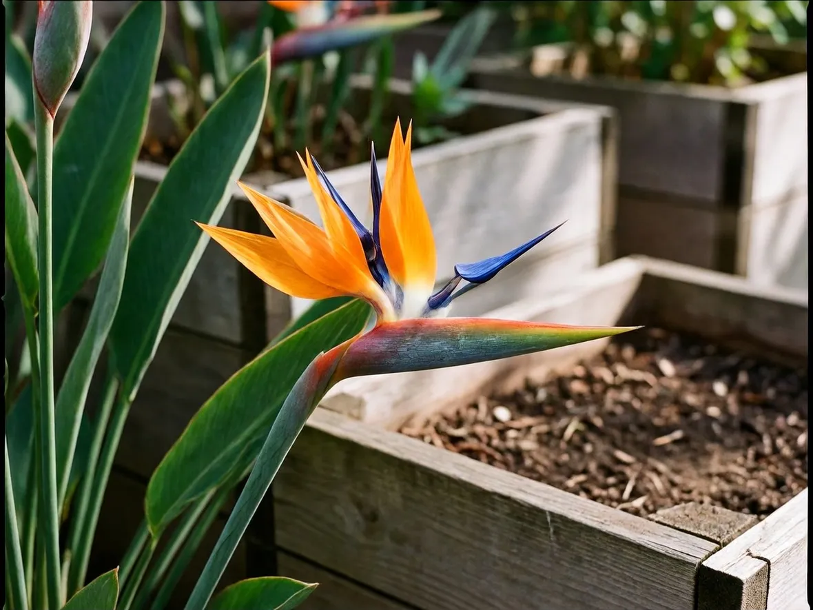 Particolare fiore strelitzia
