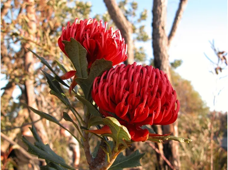 Telopea