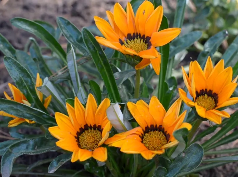 gazania