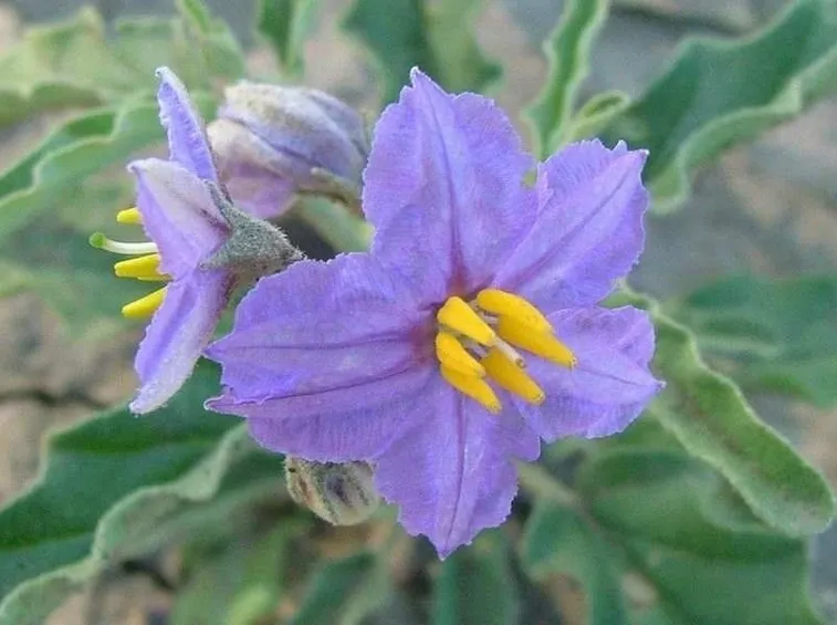 solanum