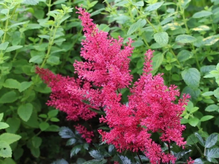 ASTILBE