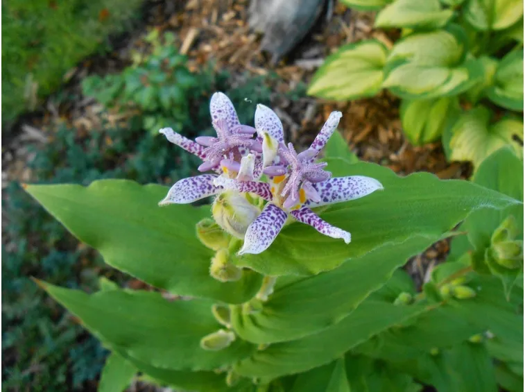 TRICYRTIS HIRTA