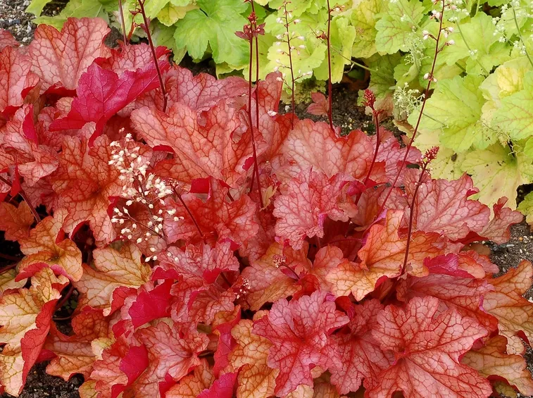 HEUCHERA ED HEUCHERELLA