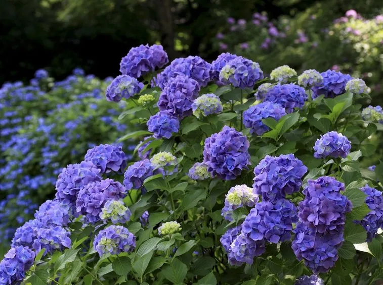 ortensia blu