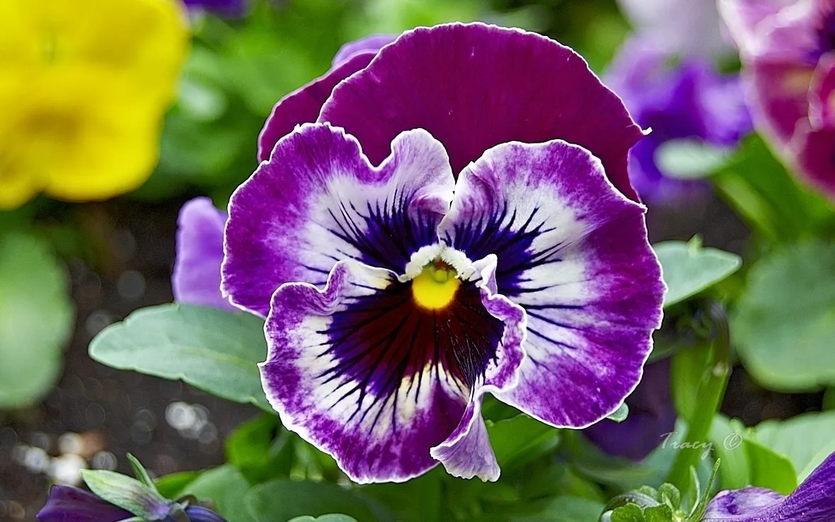 Viola pensiero variegata