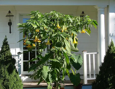 Datura 