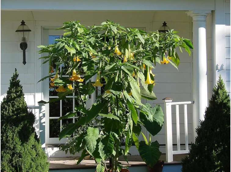 Datura