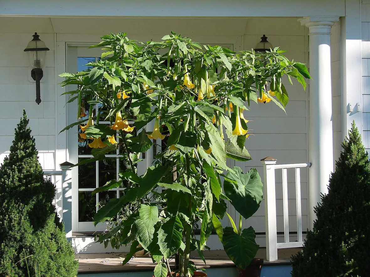 Datura