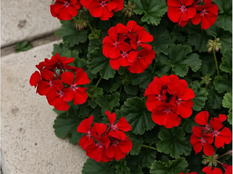 geranium witosch