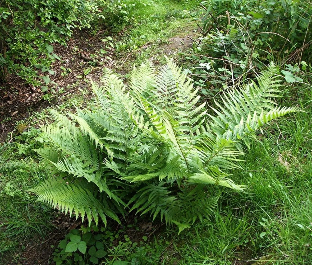 Felci