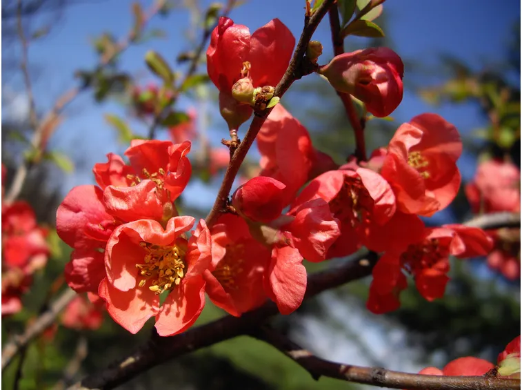 fiori chaenomeles