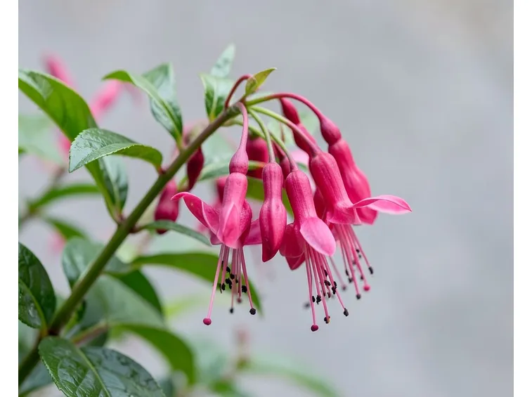 fucsia