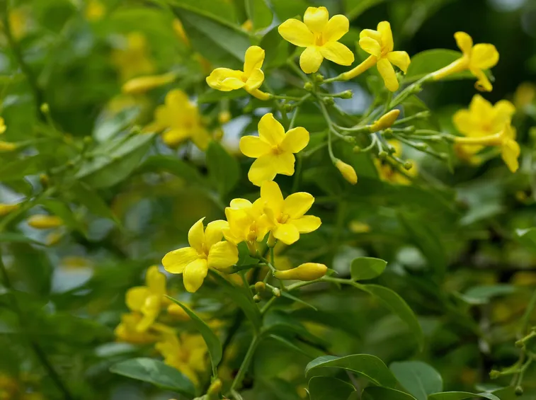 Jasminum nudiflorum