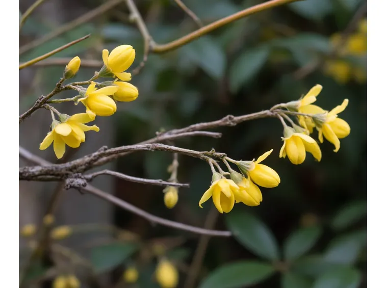 Jasminum nudiflorum