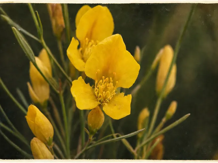 Ginestra spartium