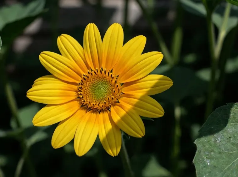 Girasole