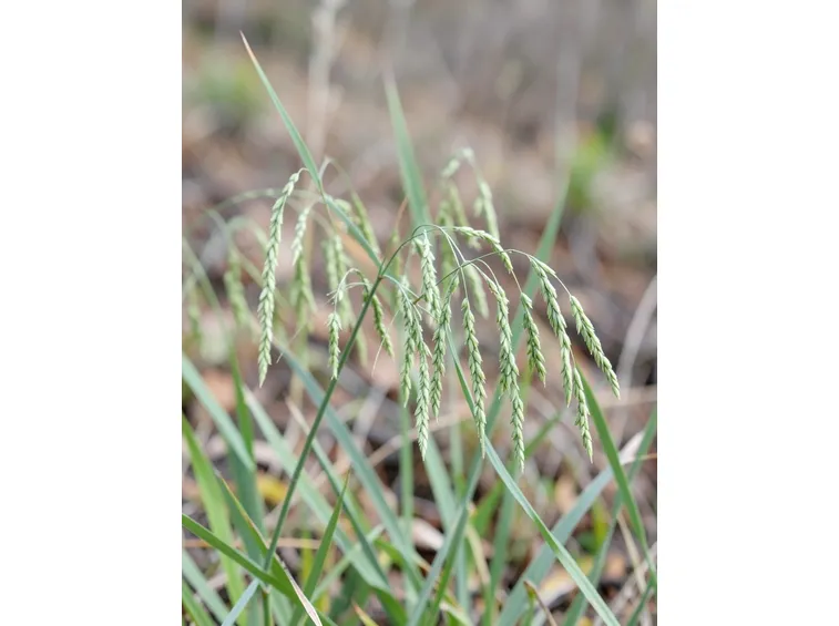 briza maxima