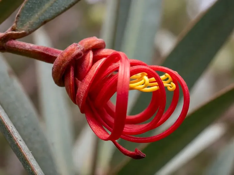 grevillea