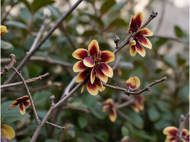 Hamamelis japonica