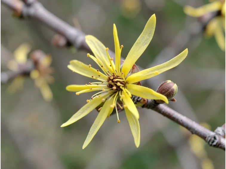 Hamamelis virginiana