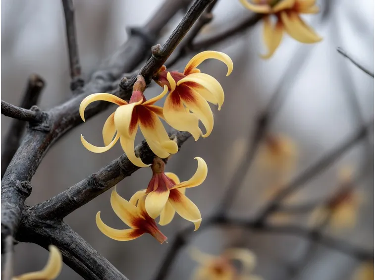 Hamamelis vernalis