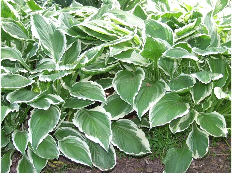 Hosta